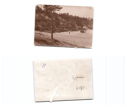 Waldstellung - (b99171a135),