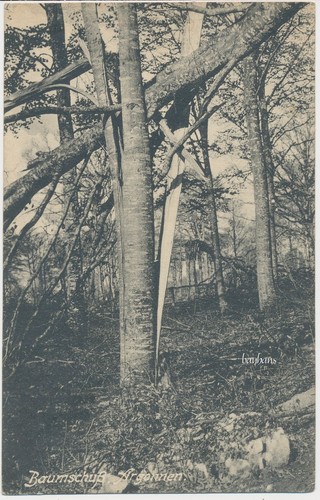 Argonnen baumschuß - argonnen,